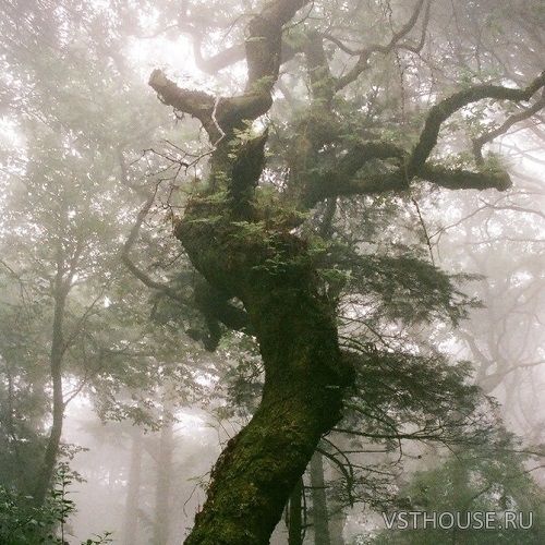 Samplephonics - 43% Giant Minimal Electronic (WAV)