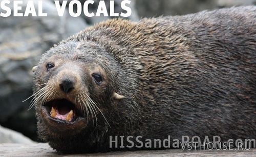 Hiss and a Roar - SD003 Seal vocals (WAV) Hiss and a Roar - SD003 Seal vocals (WAV)