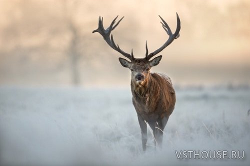 Soundholder - Roaring Stags (WAV) Soundholder - Roaring Stags (WAV)
