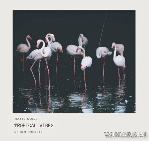 GOGOi - Tropical Vibes (SERUM)