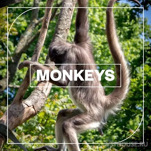 Blastwave FX - Monkeys (WAV)